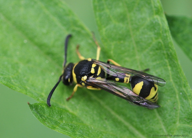 Eumenes sp. (Vespidae Eumeninae)